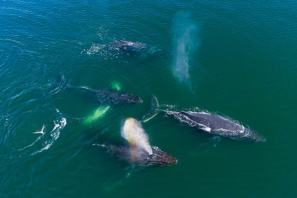Alaska Humpback Whales swimming together at surface of Frederick Sound while bubble net feeding